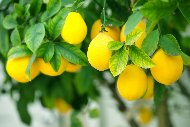 柑橘調 (Citrus)